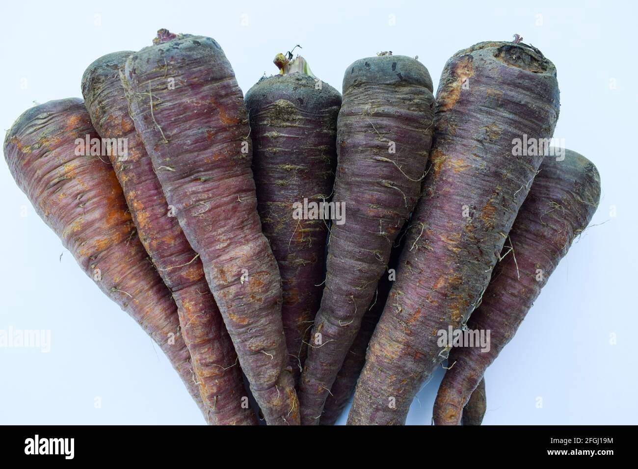 Dunkelfarbige Karotten. Frischer Bio-Bauernhof frisch gezupfte Karotten. Dunkelrosa oder rot. Braune schwarze Karotten aus Asien. Auf weißem Hintergrund. Stockfoto