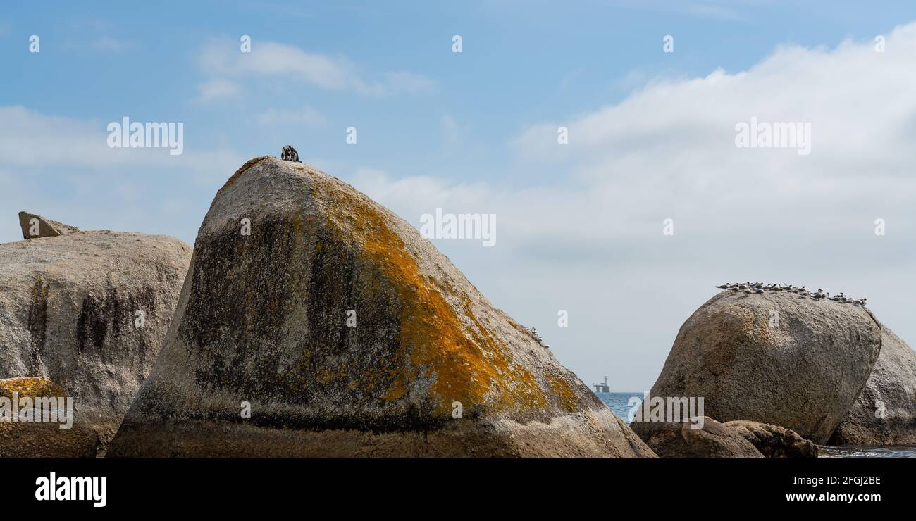 Pinguin auf einem Felsen am Boulder Beach, Simonstown, Westkap, Südafrika, blauer Himmel im Hintergrund Stockfoto