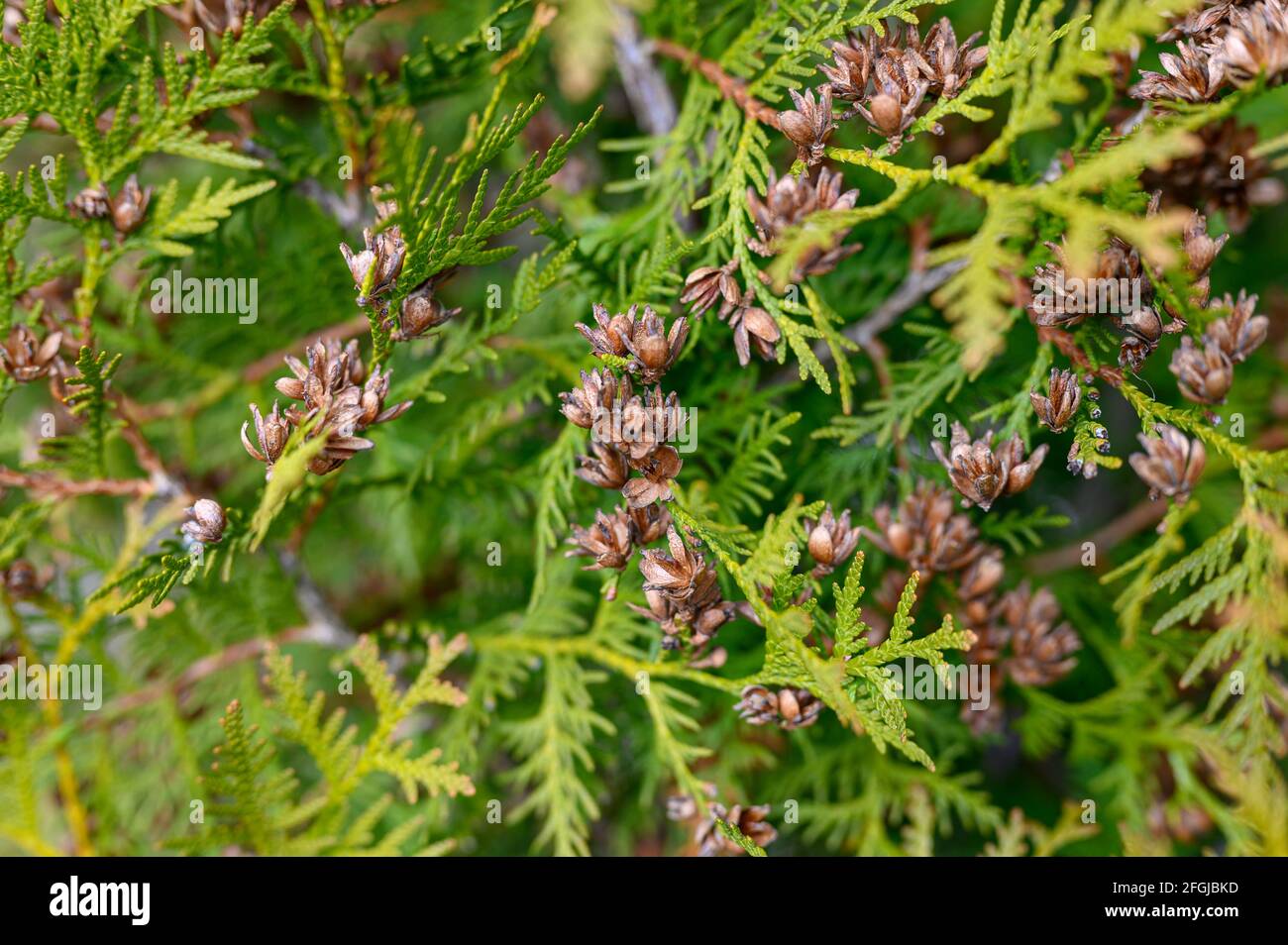 Reife Zapfen orientalischen Arborvitae und Laub Thuja. Nahaufnahme der hellgrünen Textur der Thuja Blätter mit braunen Samenkegel Stockfoto