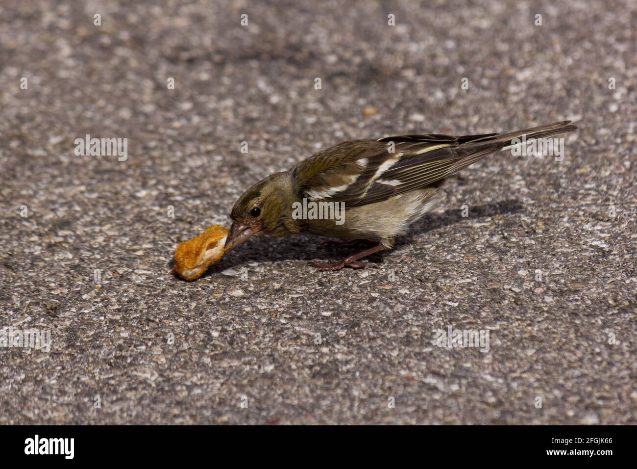 Kleiner niedlicher Haussperling (Passer domesticus) Essen kleines Stück Essensreste Stockfoto