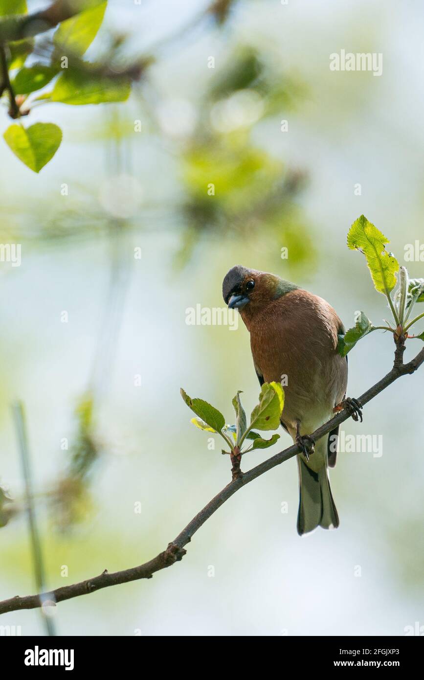 Buchfink auf einem Zweig im Garten. Stockfoto