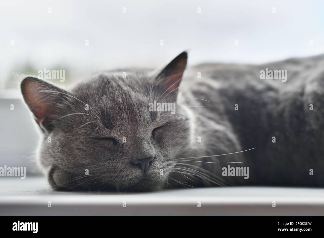 Schlafende niedliche graue Katze der britischen Rasse Stockfoto