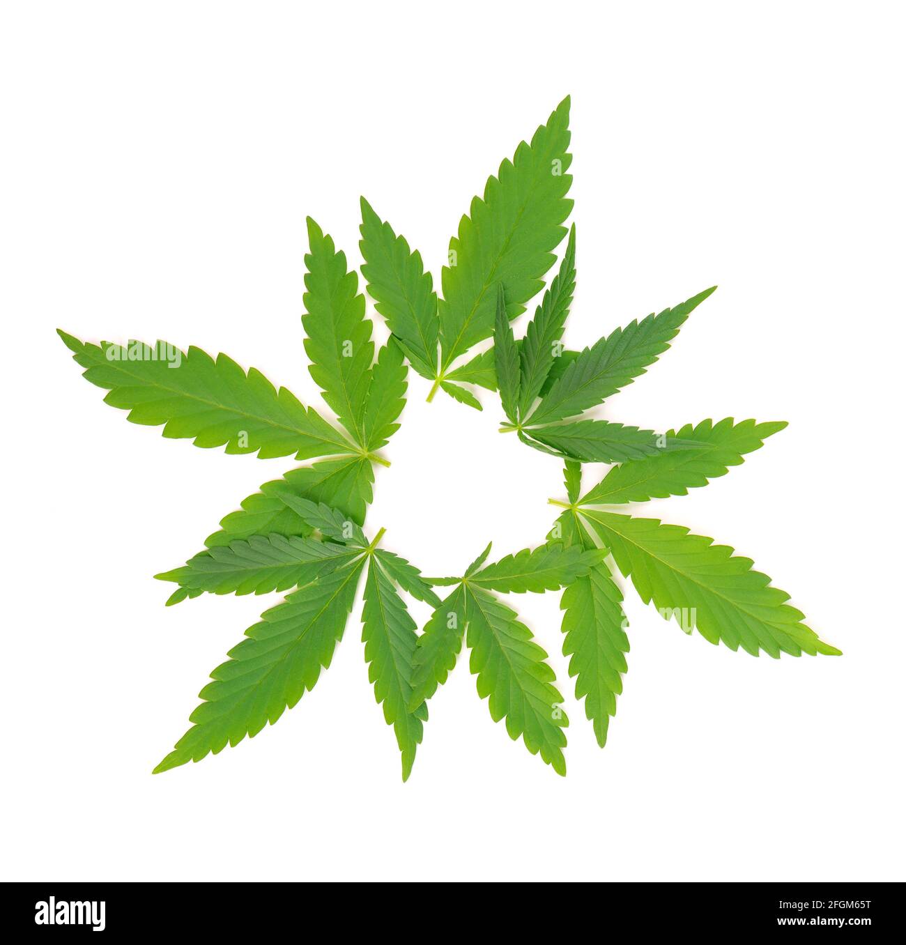 Cannabisblätter isoliert auf weißem Hintergrund. Hanfblatt aus nächster Nähe. Marihuana grünes Blatt. Stockfoto
