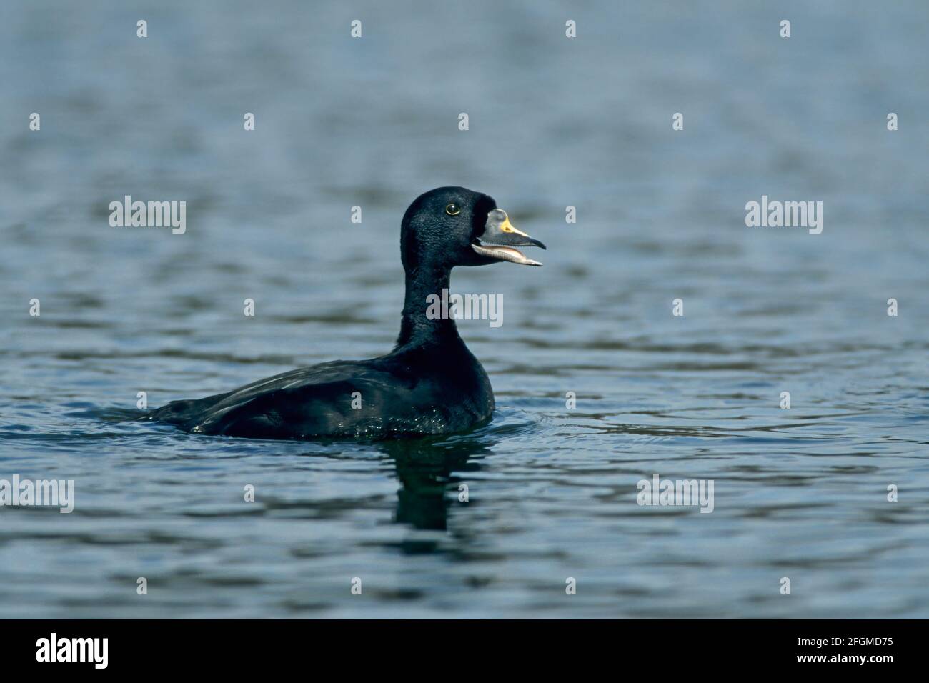 Common Scoter drake zeigt die Melanitta nigra Norfolk, Großbritannien BI019606 Stockfoto