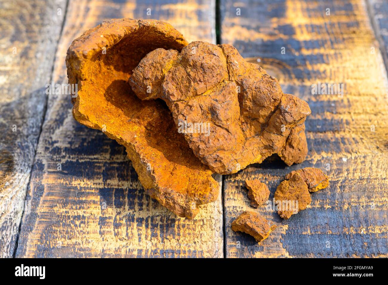 Geschälte Wildbirke Chaga-Pilz für die Zubereitung von natürlichem Pilztee Auf einer hölzernen Oberfläche Stockfoto