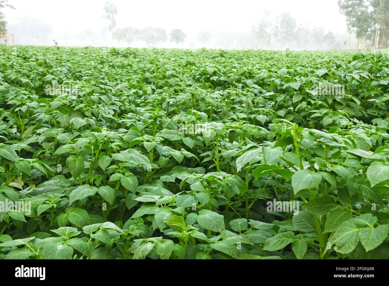 Kartoffelpflanzenfeld und Grünfeld Stockfoto