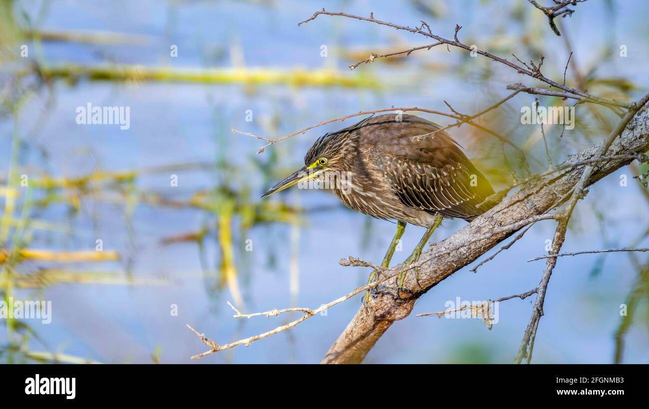 Der gestreifte Reiher wartet geduldig auf Fische im Wasser, indem er auf einem kleinen Zweig sitzt. Stockfoto