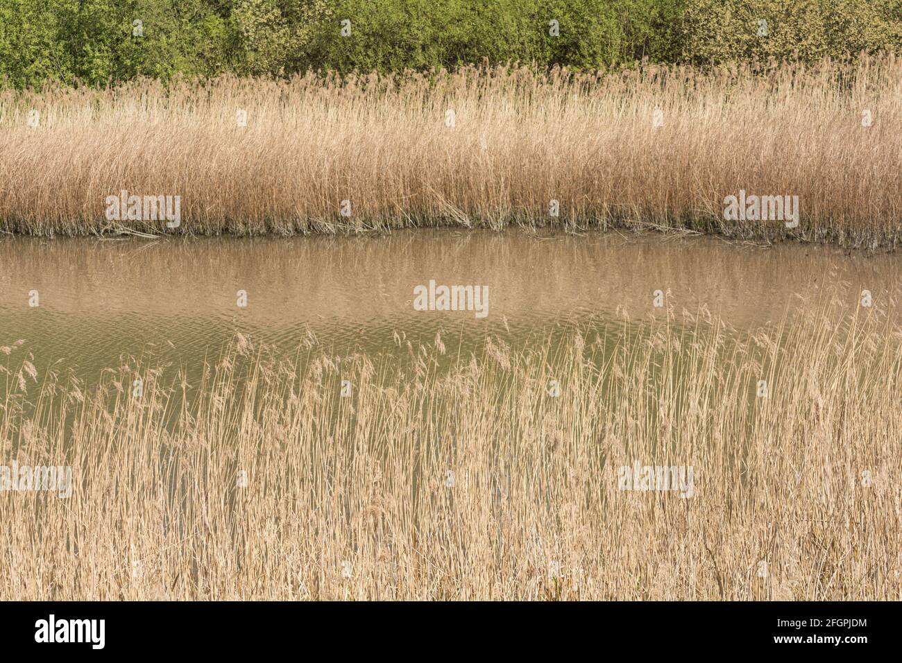 Fuchshandschuh-Rückbetten auf dem Leg O Mutton Reservoir, Barnes, London, SW13, Großbritannien Stockfoto