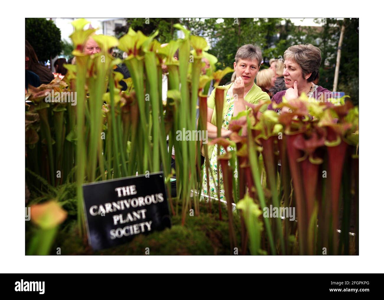 Die Öffentlichkeit genießt einen weiteren schönen Wettertag und schöne Blumen Bei der Chelsea Flower Show 2008 in LondonFoto von David Sandison The Independent Stockfoto
