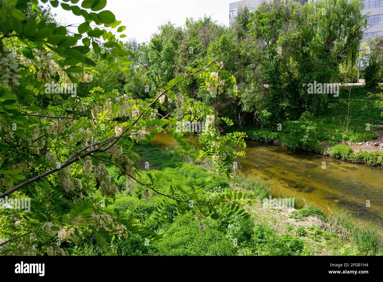 Der Fluss Manzanares, der durch die Parks von Madrid in Spanien fließt. Horizontale Fotografie. Stockfoto