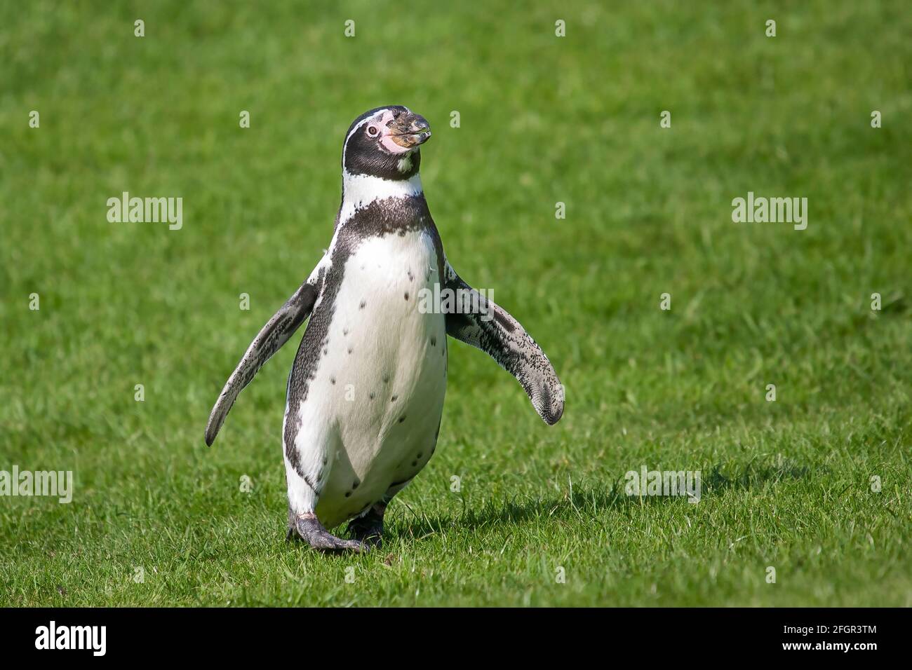 Humboldt-Pinguin, Spheniscus humboldti, Single adult Walking auf kurzer Vegetation Stockfoto