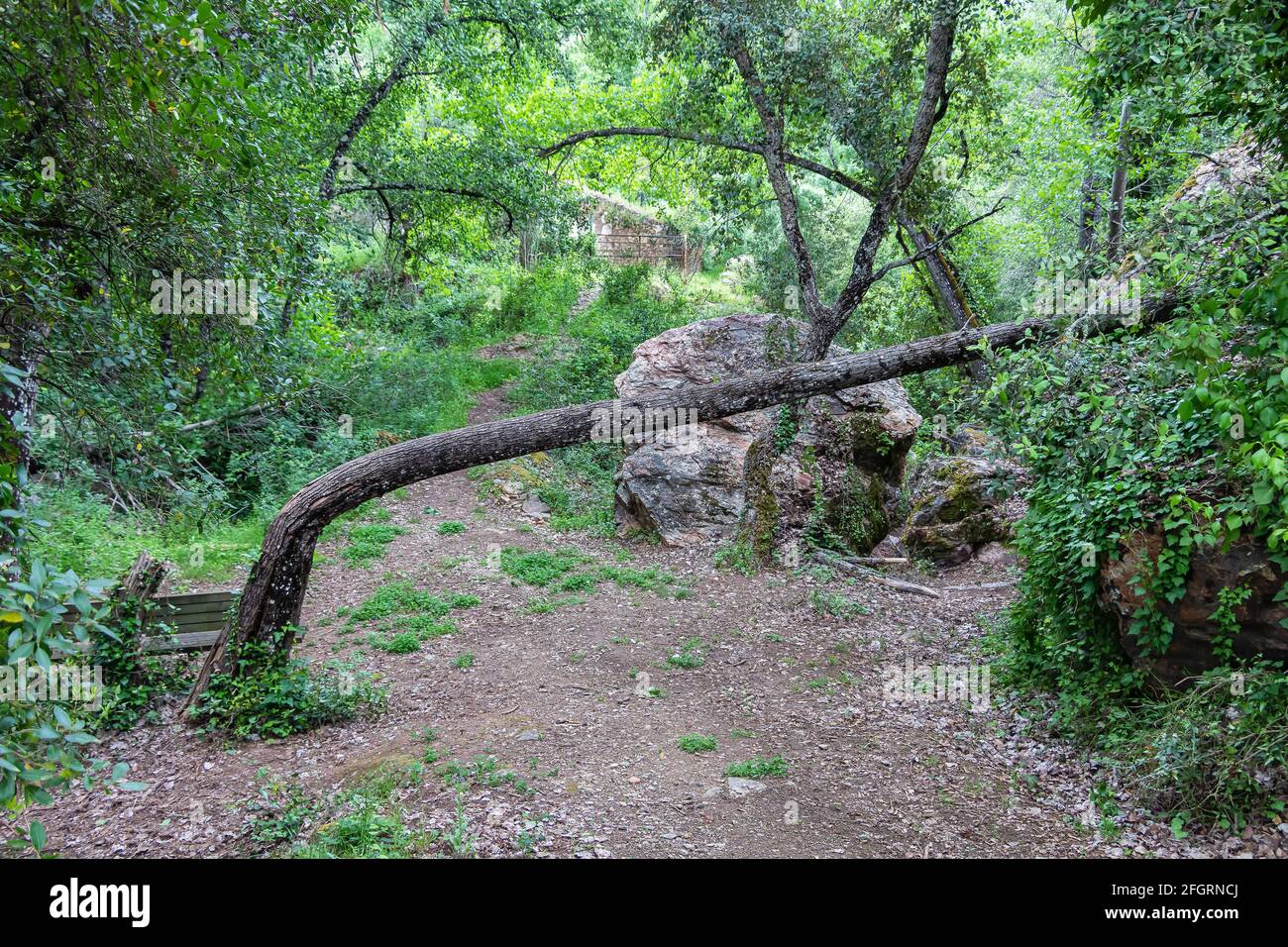 Gefallener Baum auf Wanderweg in den Bergen von Huelva, Andalusien, Spanien Stockfoto