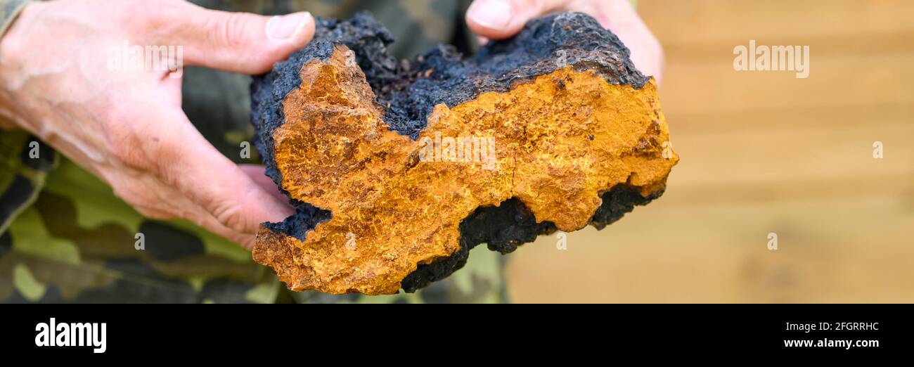 Männerhände halten Chaga Pilz rohen Birkenpilz. Banner Stockfoto