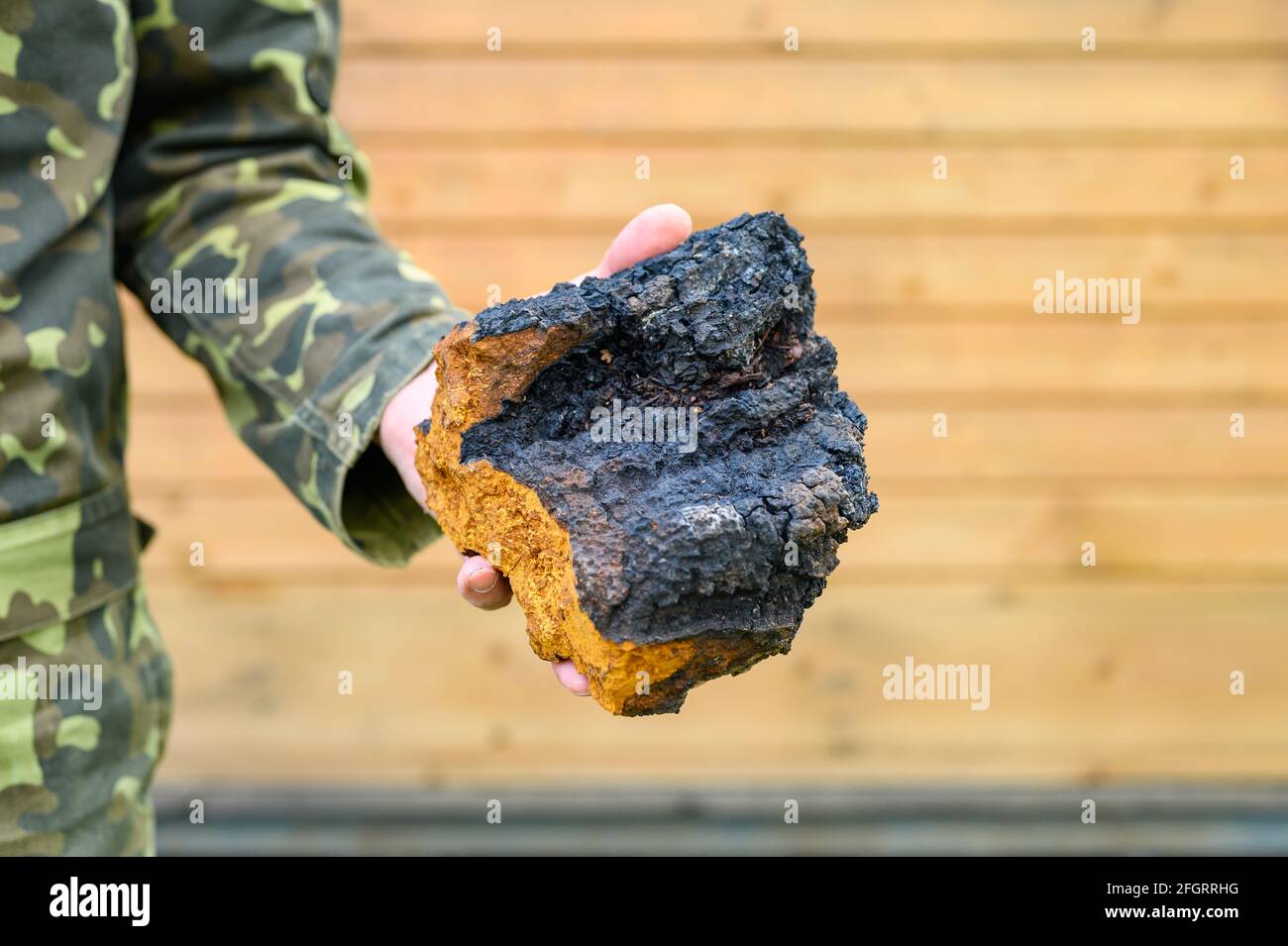 Die Hände der Männer halten den Chaga-Pilz, den rohen Birkenpilz Stockfoto