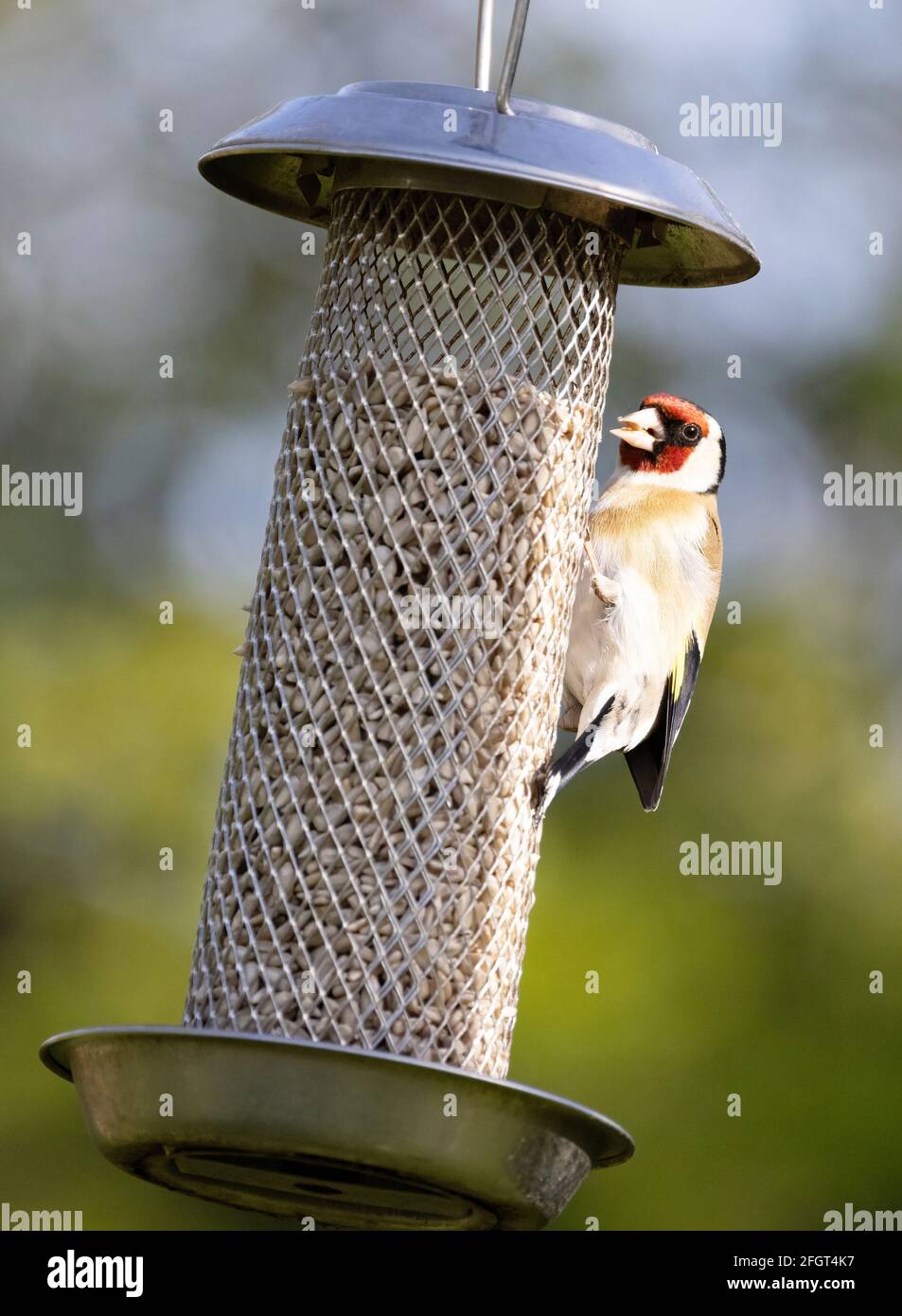 Ein erwachsener Goldfink, Carduelis carduelis, füttert mit einem Sonnenblumenkernen in einem britischen Garten, Suffolk UK Stockfoto