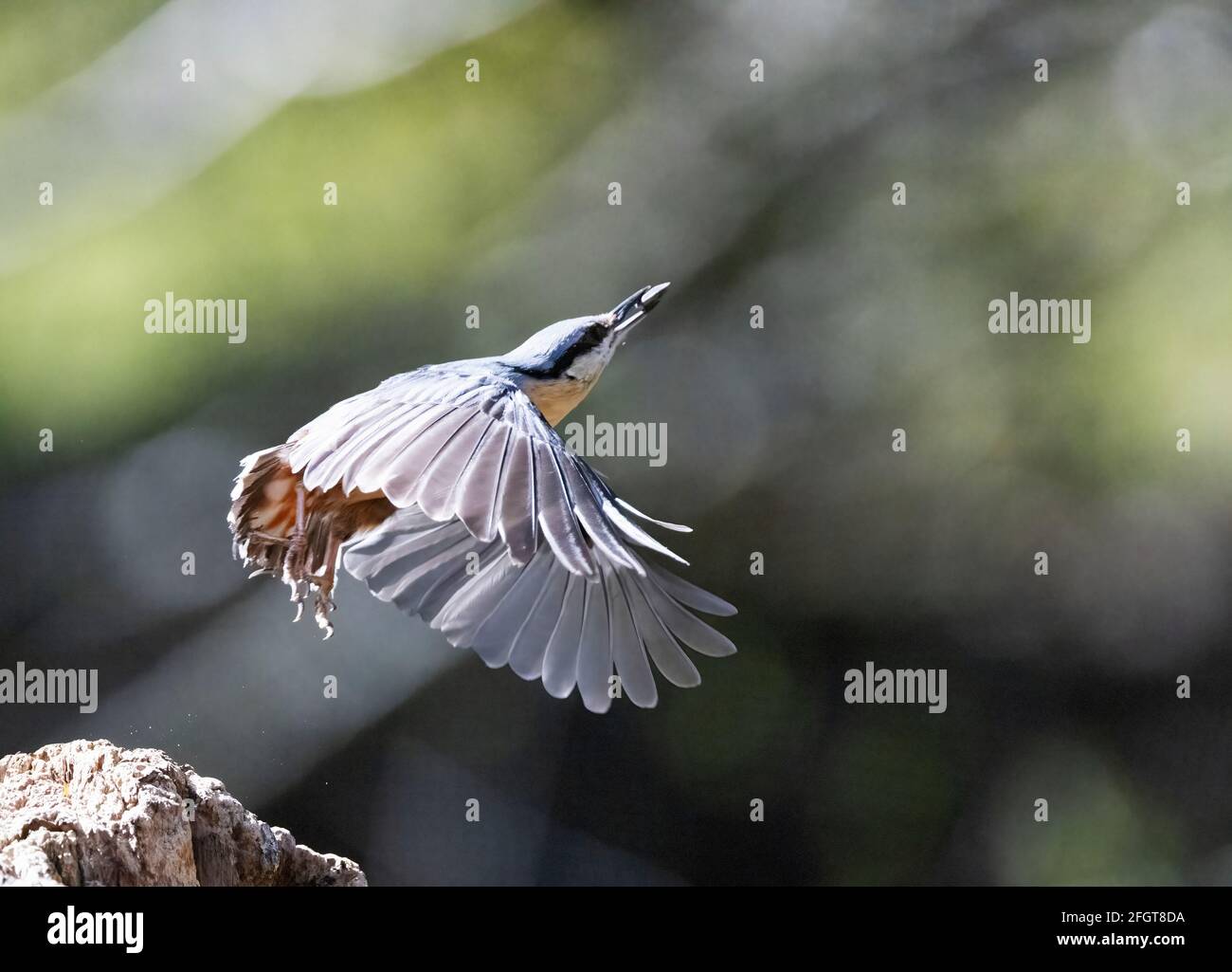 Nuthatch UK; EIN Nuthatch, der mit einem Samen im Schnabel fliegt, Sitta europaea, Seitenansicht, Lackford Lakes, Suffolk UK Stockfoto