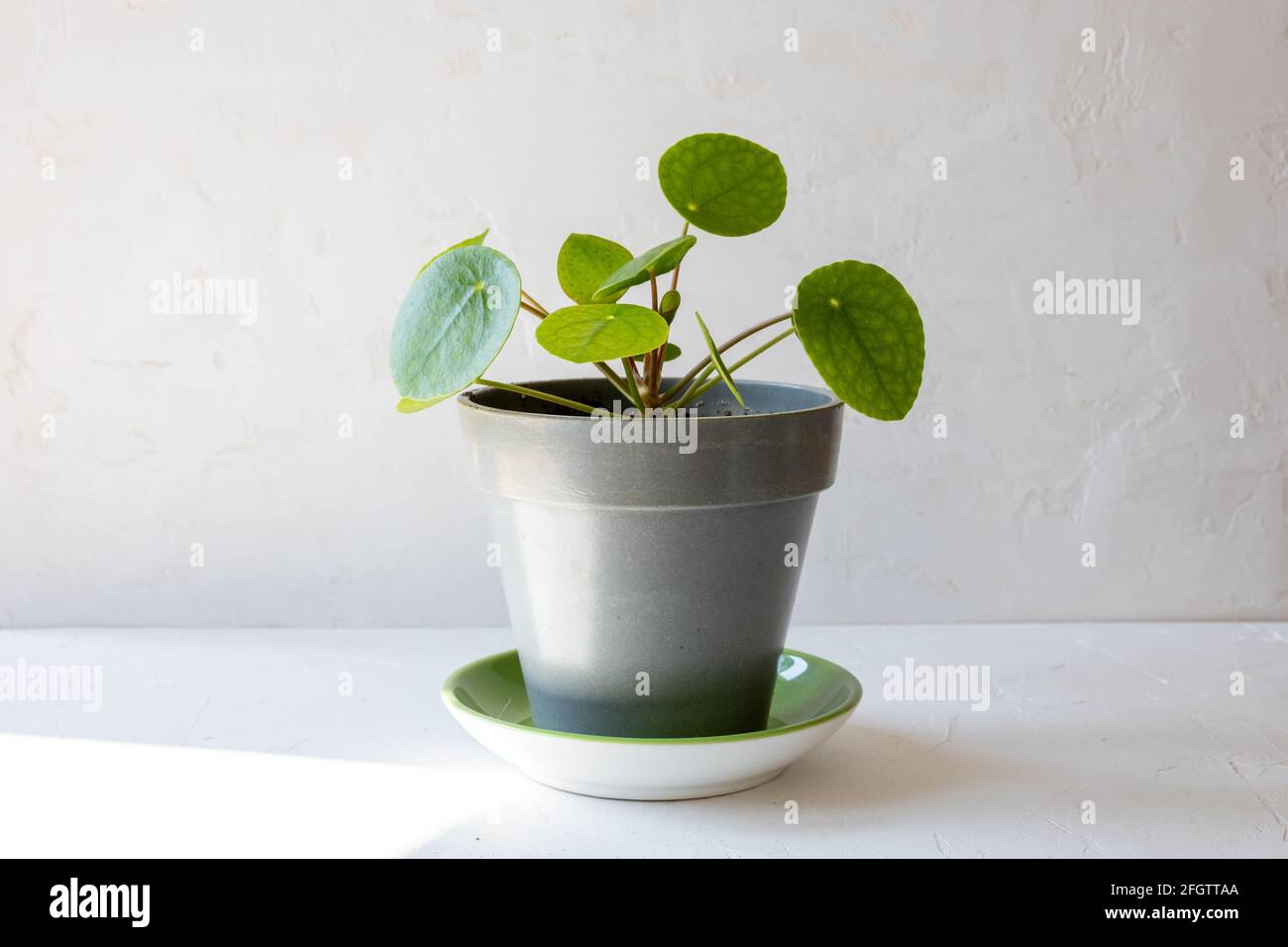 Kleine pilea- oder UFO-Pflanze in einem grauen Topf auf einer grünen Schale vor einer weißen Wand. Stockfoto