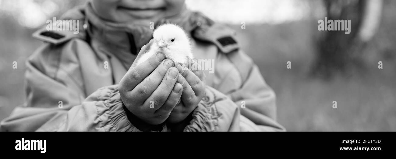 Happy Kid Boy Little Farmer hält ein neugeborenes Baby Huhn in den Händen in der Natur im Freien. Landhausstil. In schwarz und weiß getönt. banne Stockfoto