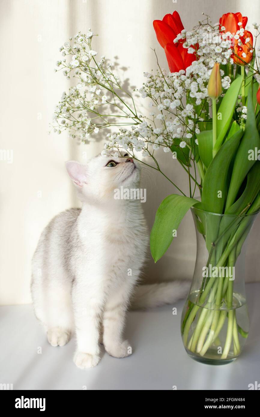 Eine weiße britische Katze sitzt neben einer Glasvase mit einem Bouquet aus roten Tulpen und schnuppert die Blumen. Stockfoto