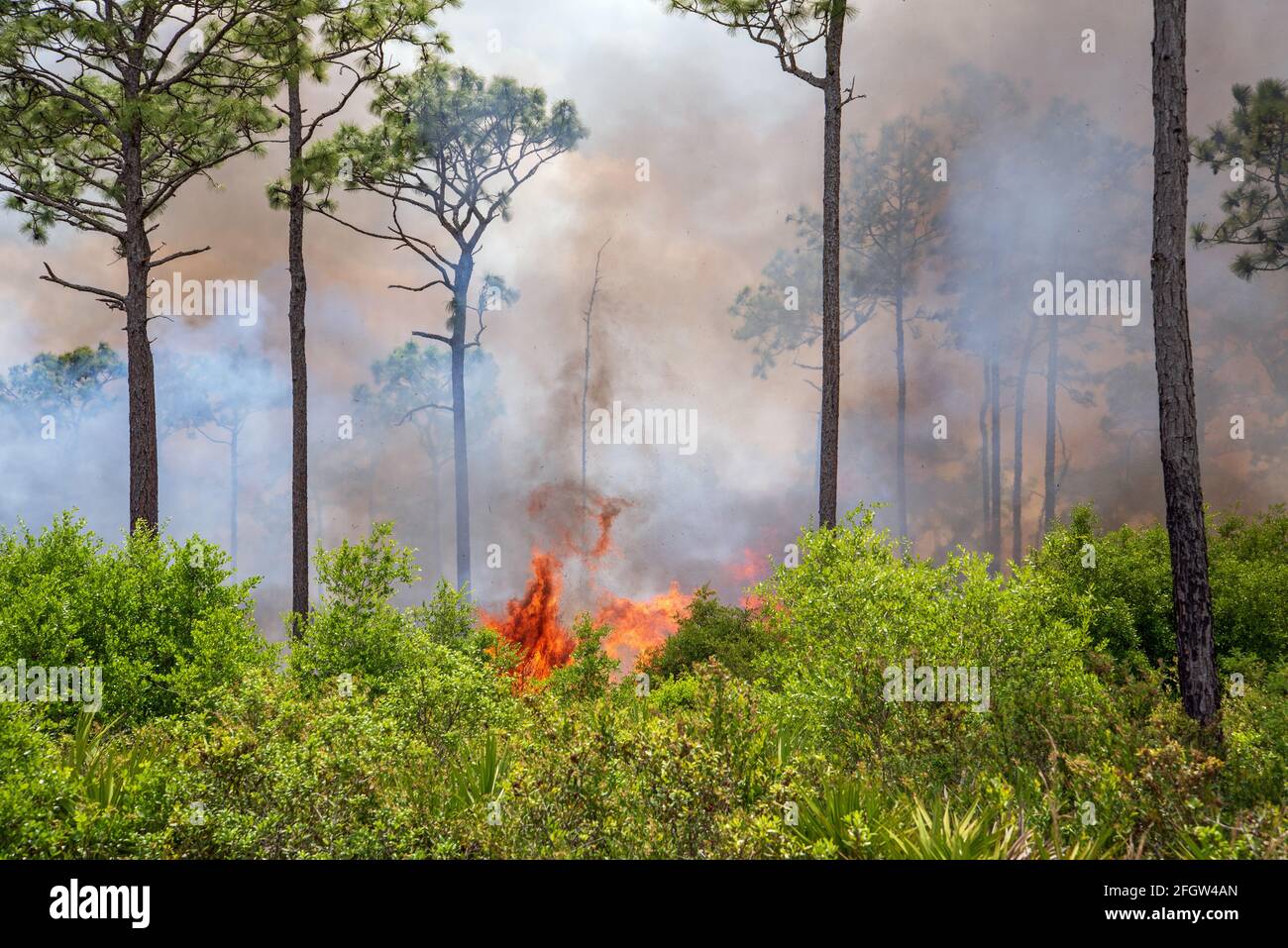 Eine vorgeschriebene Verbrennung im Rock Springs Run State Reserve in Florida. Stockfoto