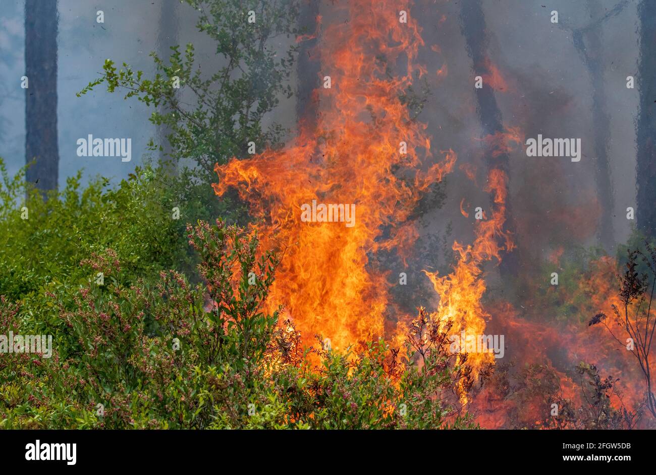 Eine vorgeschriebene Verbrennung im Rock Springs Run State Reserve in Florida. Stockfoto