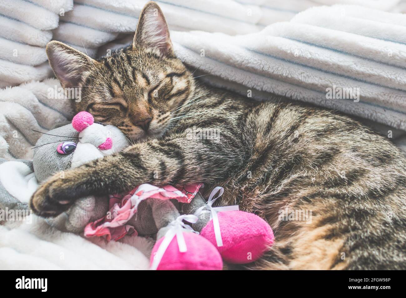 Portrait einer schlafenden Katze und Plüschtiere Stockfoto
