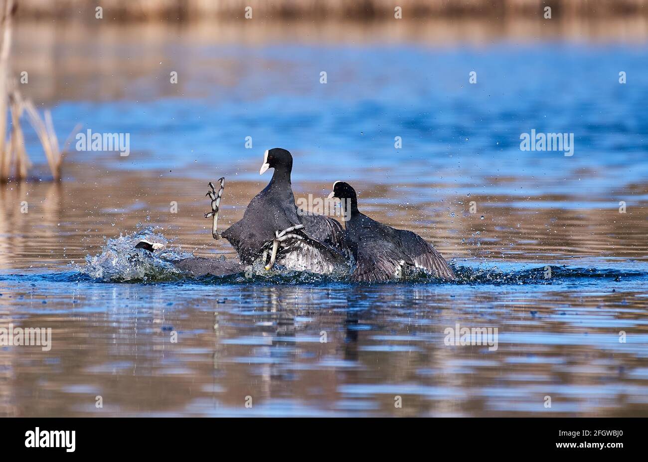 Gruppe von Blässhühner, die in Südfinnland im Wasser über Territorium oder Paarungsgefährten kämpfen, an einem sonnigen Abend im April 2021. Stockfoto