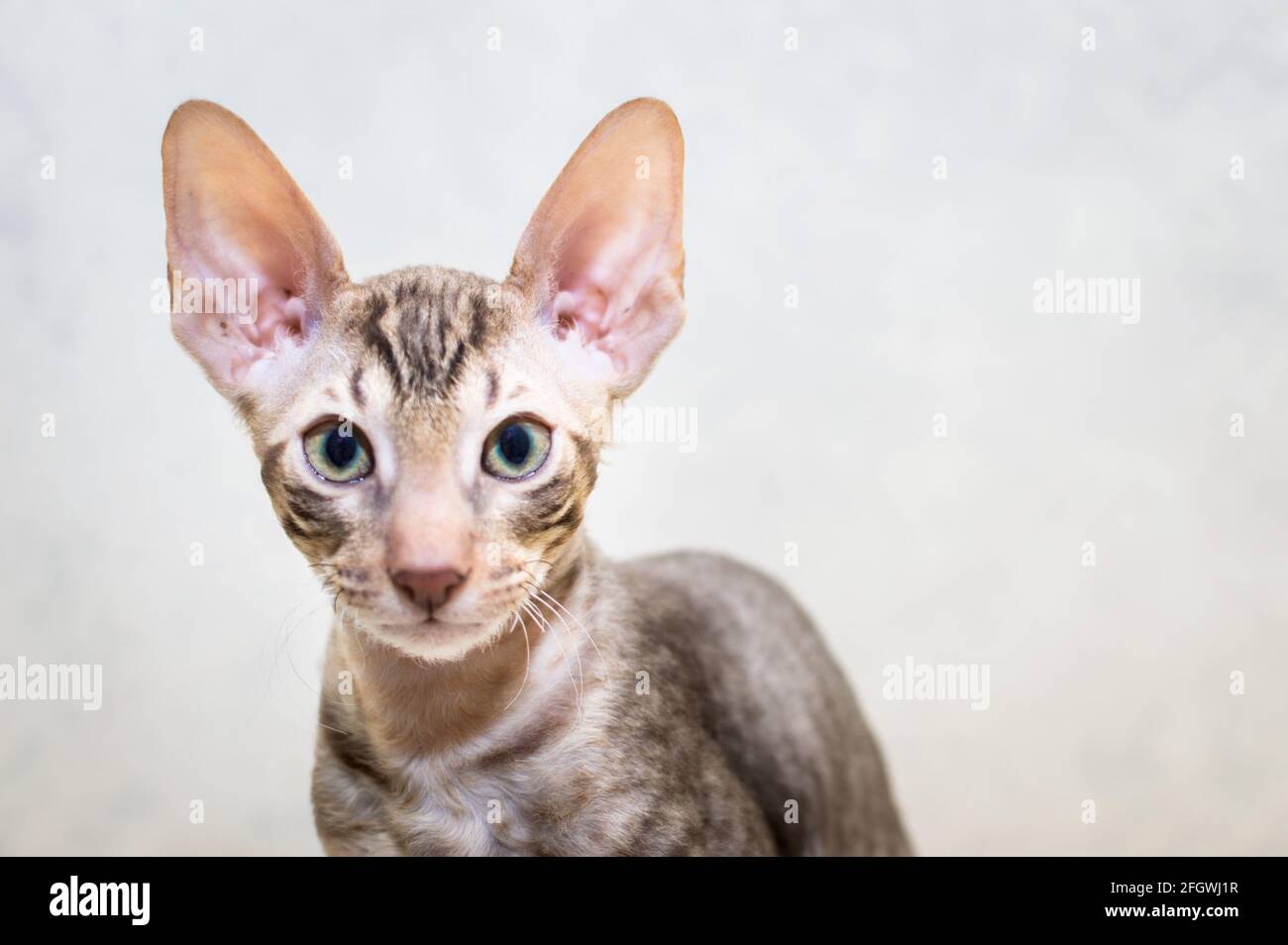 Porträt einer Cornish Rex Rassekatze. Copyspace Stockfoto