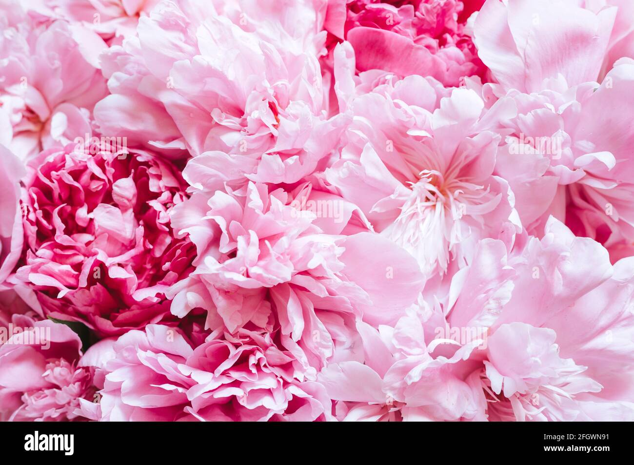 Pfingstrosen-Blüten in voller Blütenpracht und leuchtendem Rosa Als Hintergrund und Live-Wand Stockfoto