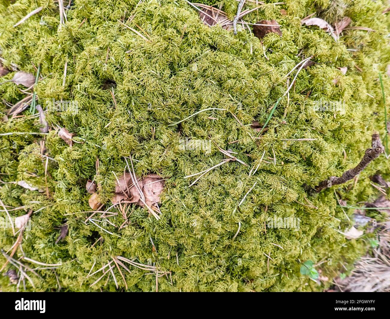 Schönes grünes Moos auf dem Boden, Moos aus der Nähe, Makro. Schöner Hintergrund von Moos für Tapeten. Selektiver Fokus Stockfoto