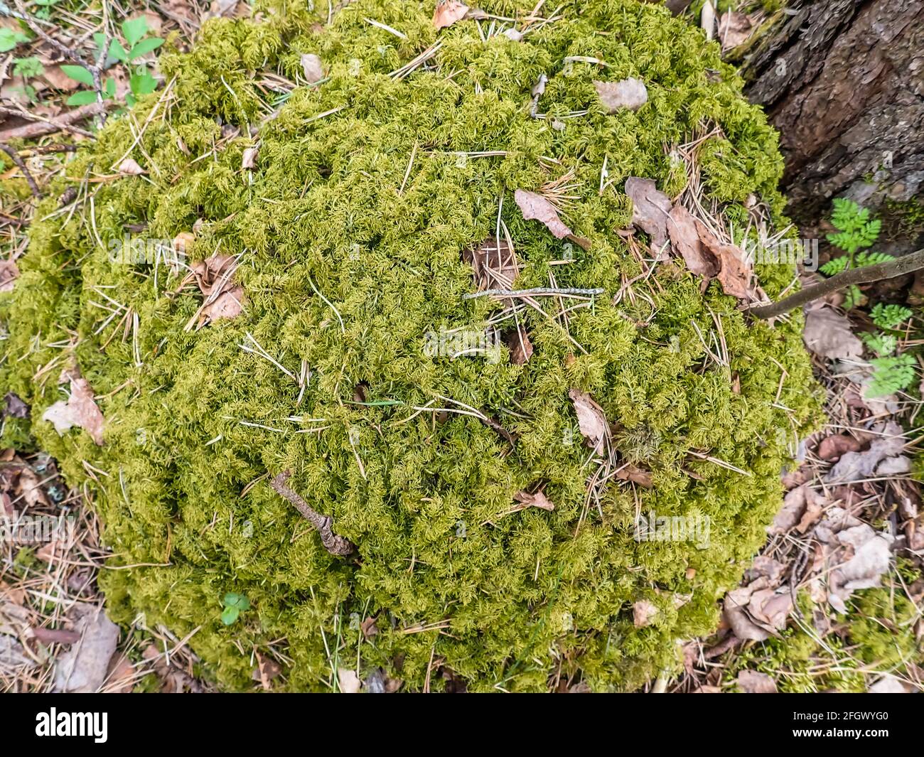 Schönes grünes Moos auf dem Boden, Moos aus der Nähe, Makro. Schöner Hintergrund von Moos für Tapeten. Selektiver Fokus Stockfoto