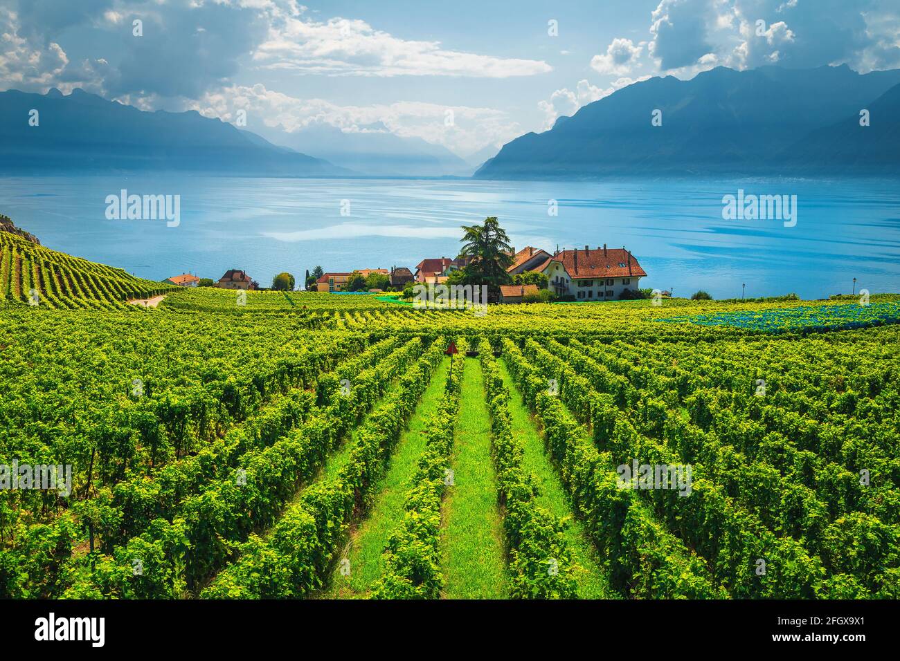 Vineyards lausanne geneva lake switzerland Fotos und Bildmaterial in