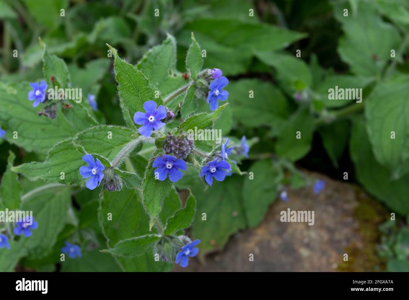 Pentaglottis sempervirens oder grüne Alkanet oder immergrünen bugloss Blumen und Knospen aus der Nähe Stockfoto