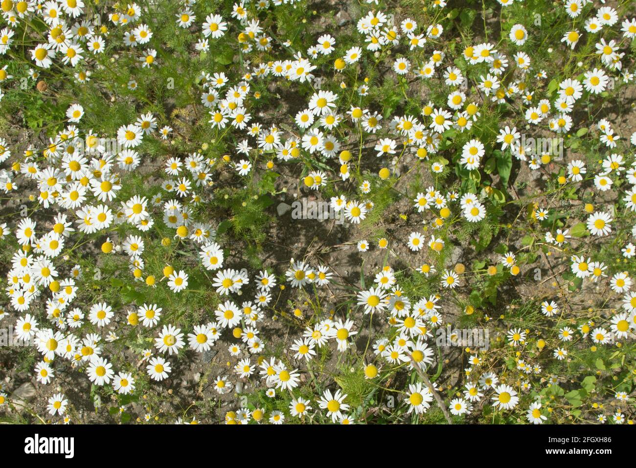 Trauben von dicht wachsenden Wiese weißen Gänseblümchen mit gelben Zentren und hellgrünen Stielen und Blättern auf dem Feld an sonnigen Tagen, Blick von oben. Natürliches f Stockfoto