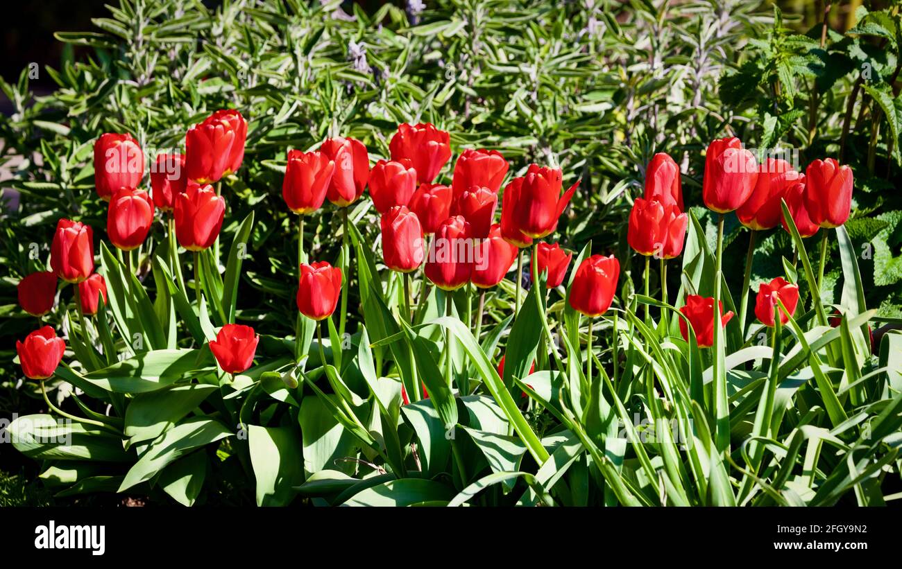 Wunderschöne Darstellung von roten Tulpen Stockfoto