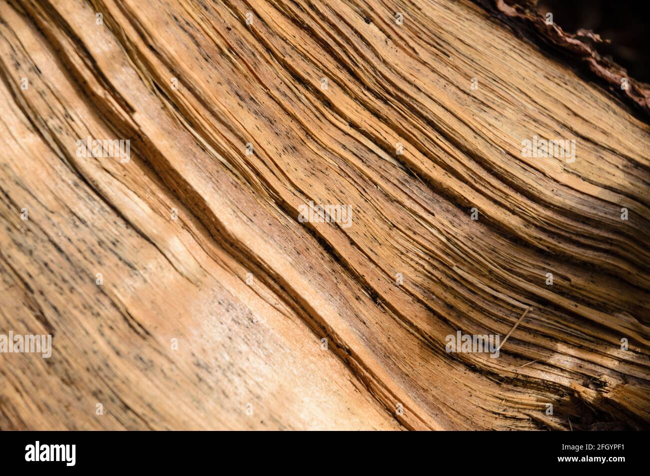 Natürlicher Holzhintergrund mit Details einer frisch geschnittenen Baumoberfläche und feinen kurvigen Linien, Nahaufnahme Stockfoto