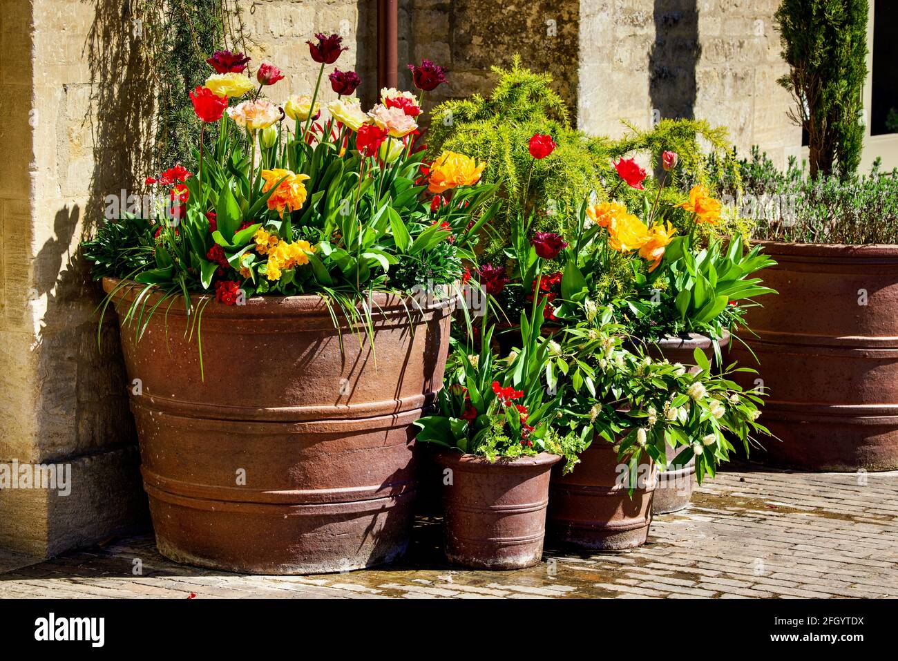 Farbenfrohe Darstellung von gemischten Tulpen in Terrakotta-Töpfen Stockfoto