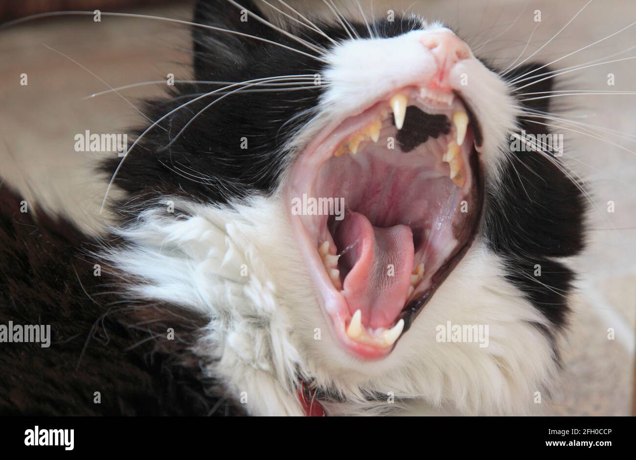 Schwarz-weiße Katze, gähnend, Stockfoto