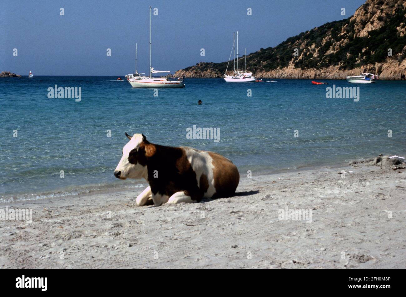 Mucca in spiaggia Stockfoto