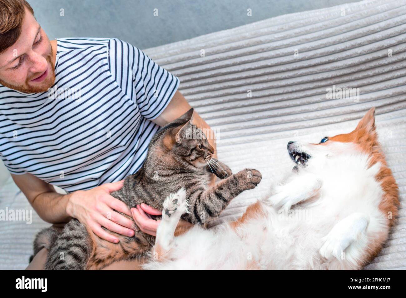 Katze und Hund spielen zusammen auf dem Bett in der Wohnung. Nahaufnahme. Fröhliches Lächeln Stockfoto