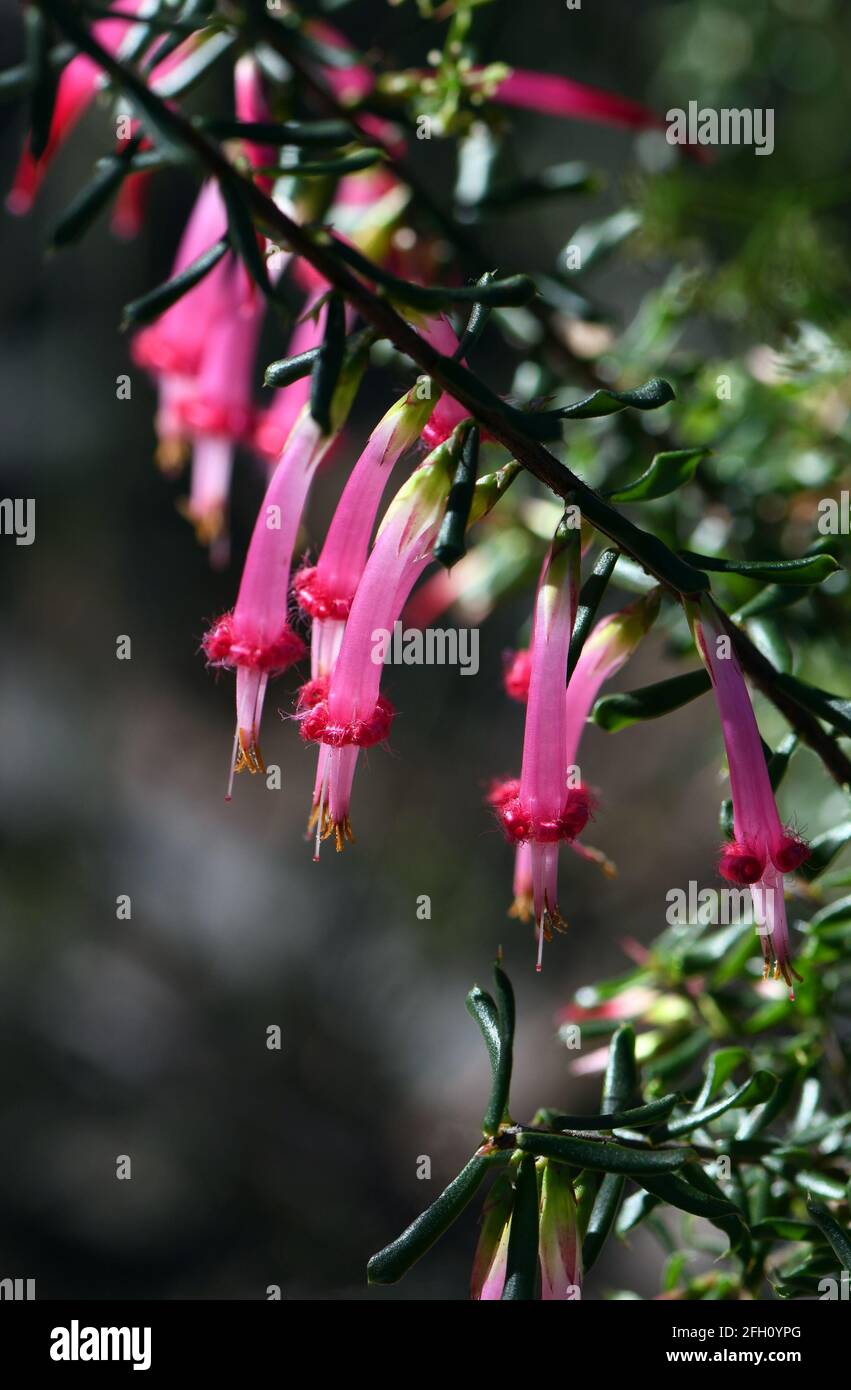 Röhrenförmige glockenförmige Blüten der australischen Ureinwohner Red Five Corners, Styphelia tubiflora, aus der Heidenfamilie Epacidaceae Stockfoto