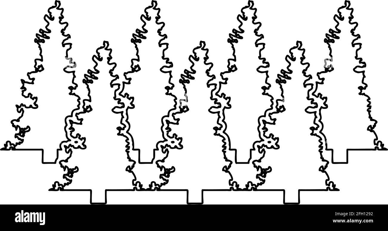 Tannenbaum Weihnachten Nadelbäume Fichte Kiefernwald immergrüne Wälder Nadelbaum Kontur Umriss schwarz Farbe Vektor Illustration flach Stil einfaches Bild Stock Vektor