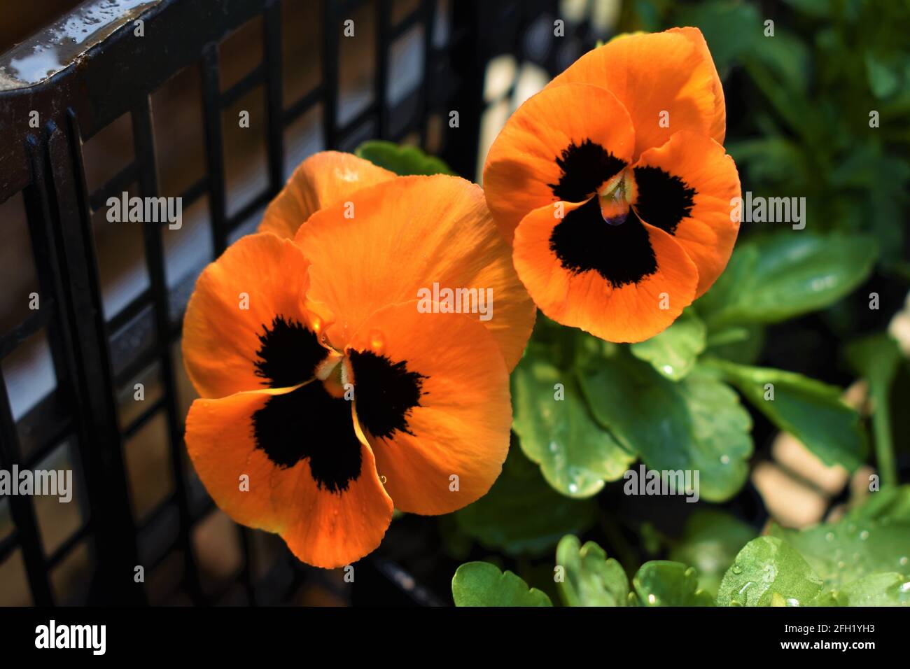 Orangefarbenes Stiefmütterchen mit natürlichem Rot Stockfoto