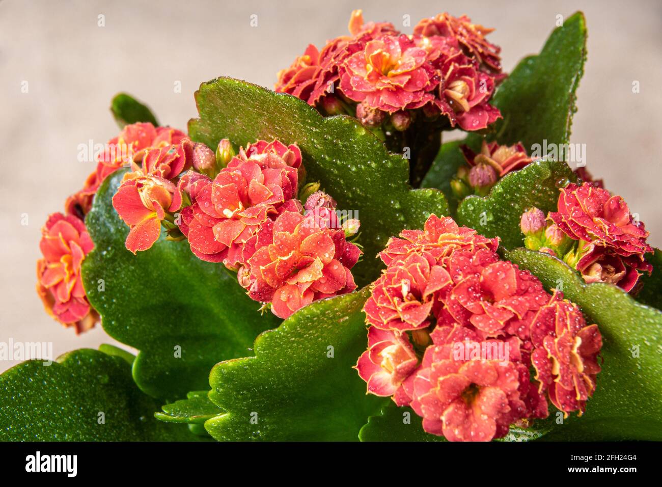 Orangefarbene oder rote Blume mit grünen Blättern Kalanchoe Blossfeld bedeckt mit Wassertropfen, selektiver Fokus auf den mittleren Blütenstand Stockfoto