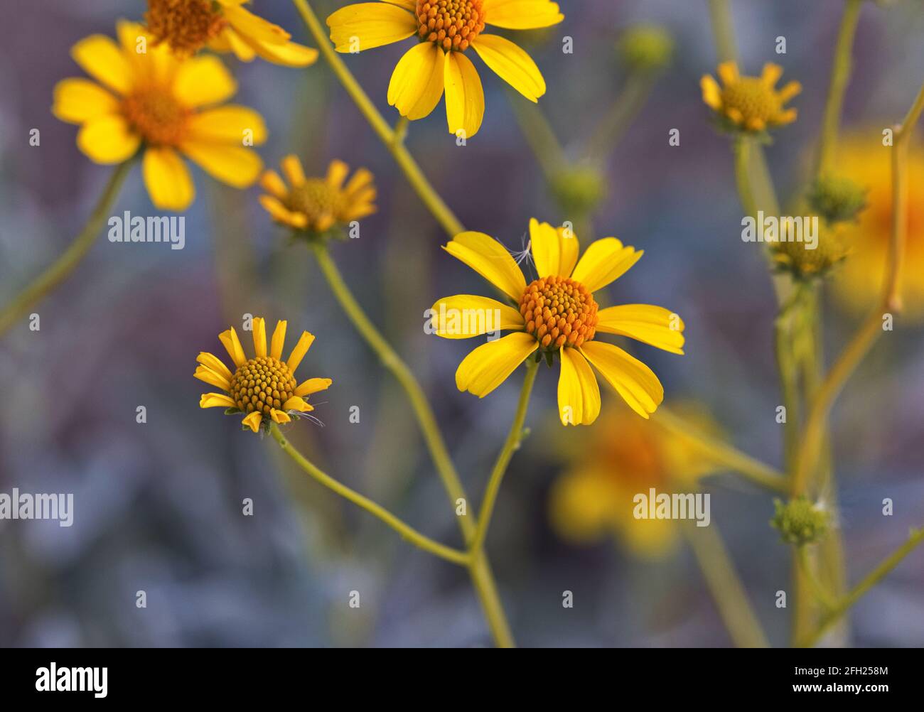 Nahaufnahme von wilden Brittlebush-Blumen bringt sonnenbeschienene Gold in den Frühling Saison des Gilbert Riparian Preserve in Arizona in den USA Südwest Stockfoto