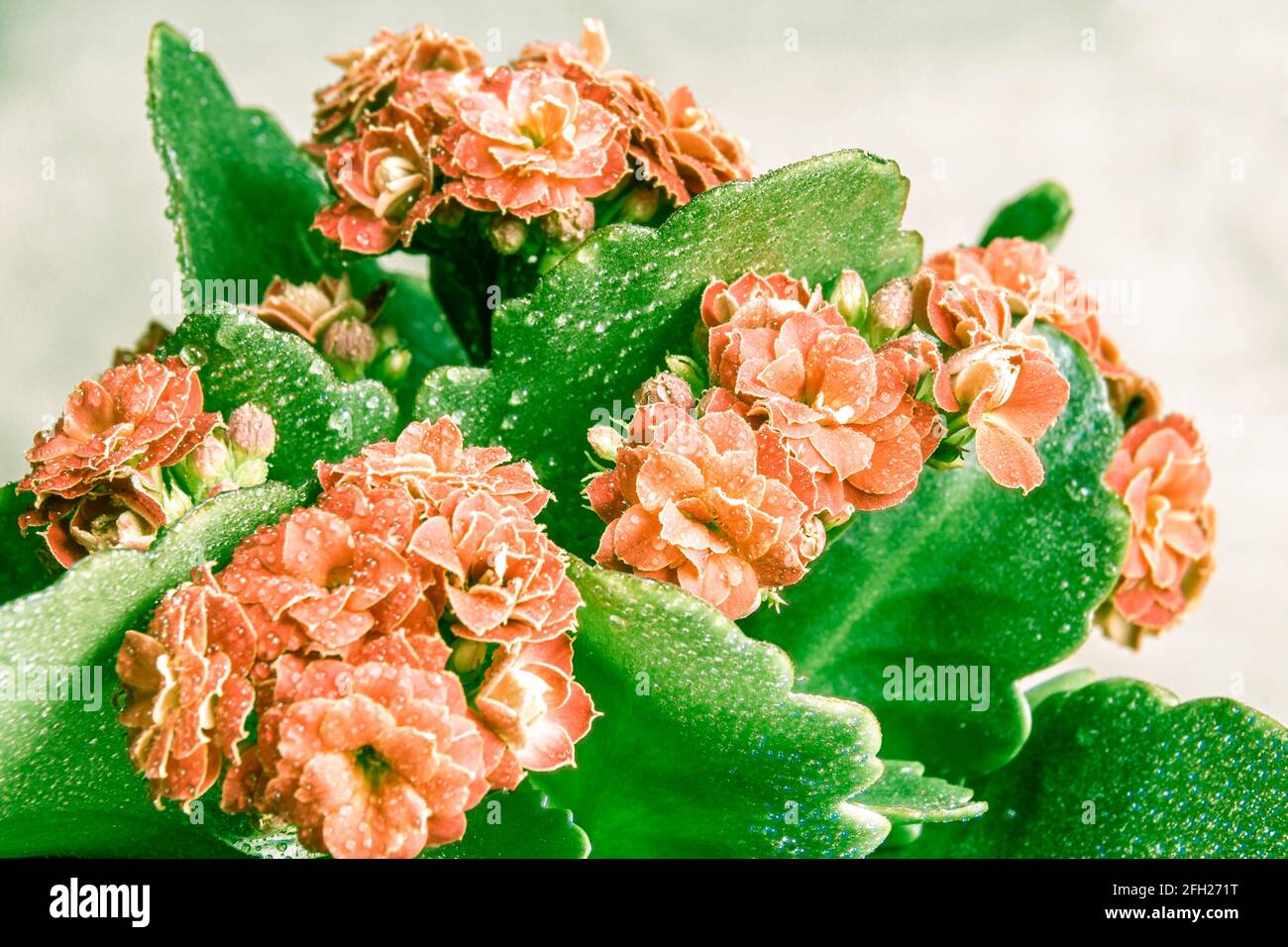Hellorange oder hellrote Blume mit grünen Blättern Kalanchoe Blossfeld bedeckt mit Wassertropfen, selektiver Fokus auf den mittleren Blütenstand Stockfoto