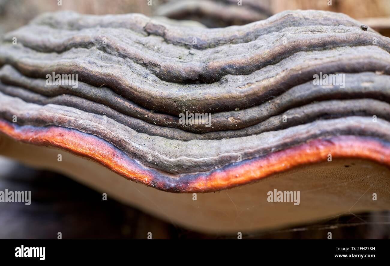 Birkenpolyporenschichten in Nahaufnahme Stockfoto