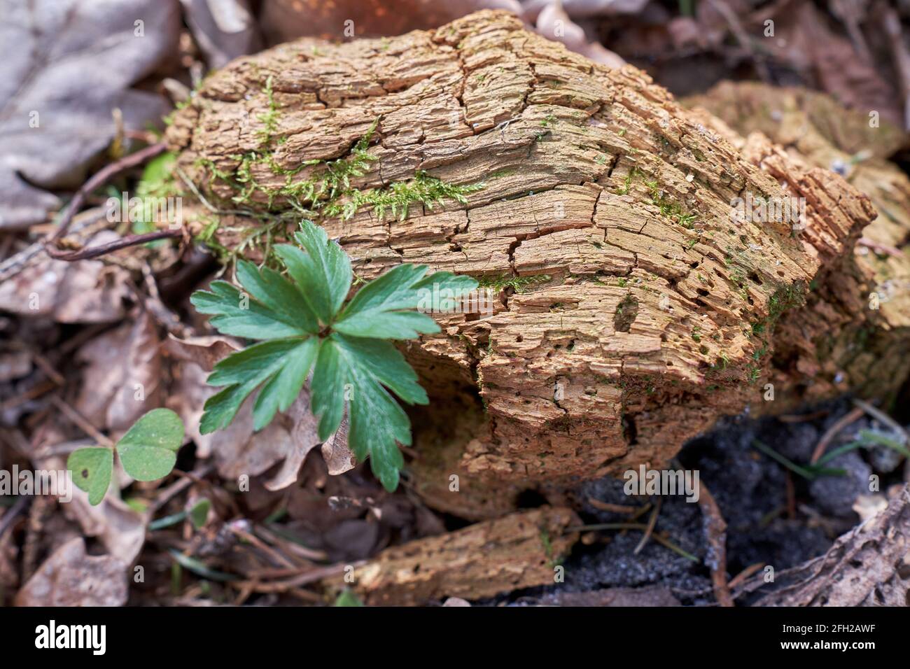 Tote Holzteile in Nahaufnahme Stockfoto