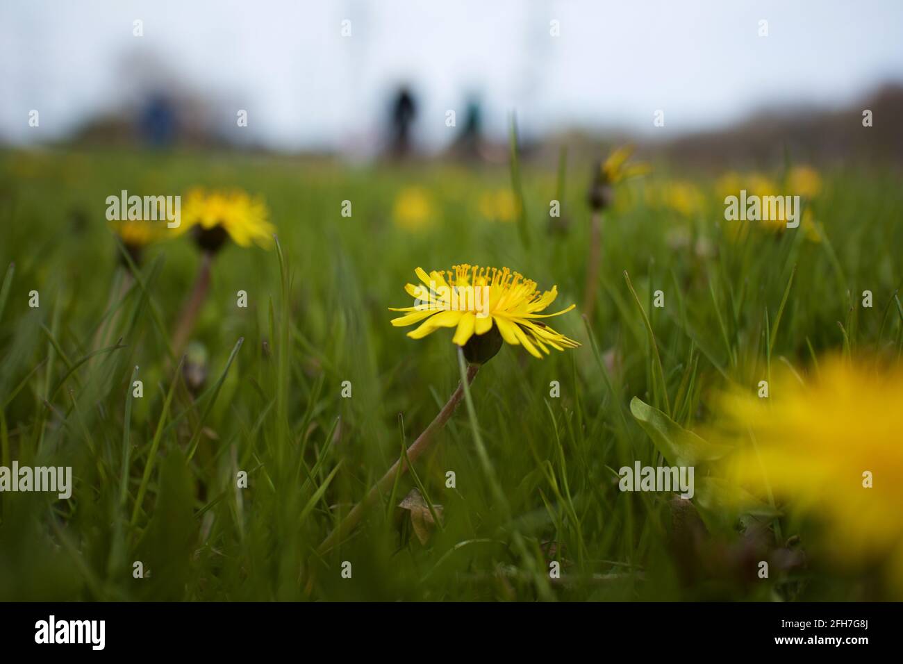 Der Dandelion ist eine Pflanze mit gelben Blüten. Taraxacum officinale ist die häufigste Sorte dieser Pflanze und wächst in vielen Teilen der Welt Stockfoto