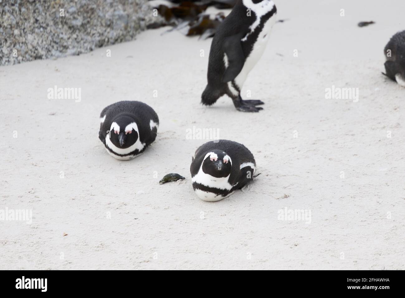 Simon's Town, Südwest-Südafrika. 25. April 2021. Afrikanische Pinguine liegen am Strand von Boulders Penguin Colony, Simon's Town, Südwest-Südafrika, 25. April 2021. Der afrikanische Pinguin ist in den Küstengebieten des südlichen Afrikas endemisch. Aufgrund der überhöteten Ausbeutung von Nahrungsmitteln, der Veränderung des Lebensraums von Nistplätzen, des Ölauslaufes und des Wettbewerbs um Nahrungsmittelressourcen durch kommerzielle Fischerei ist die Population im vergangenen Jahrhundert rapide rückläufig. Quelle: Xinhua/Alamy Live News Stockfoto